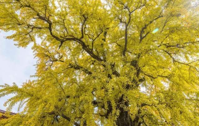 安徽合肥有一棵1100多年的银杏树许多人还不知道
