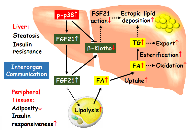p38-fgf21