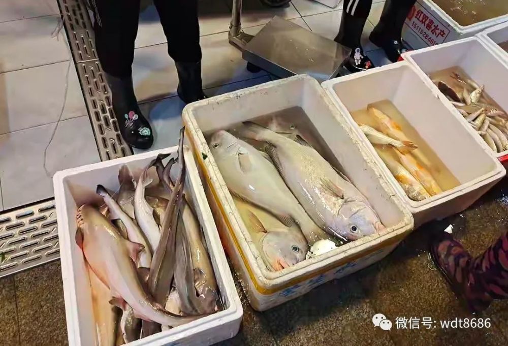 买鱼时 认准这8种纯野生海鱼 难以人工养殖 很多人都不知道 腾讯新闻