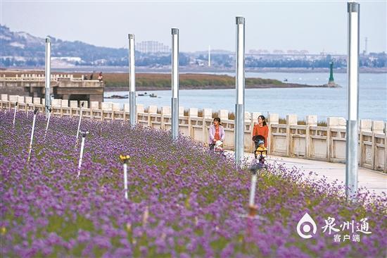 泉州紫色花海美如画可去滨海公园欣赏