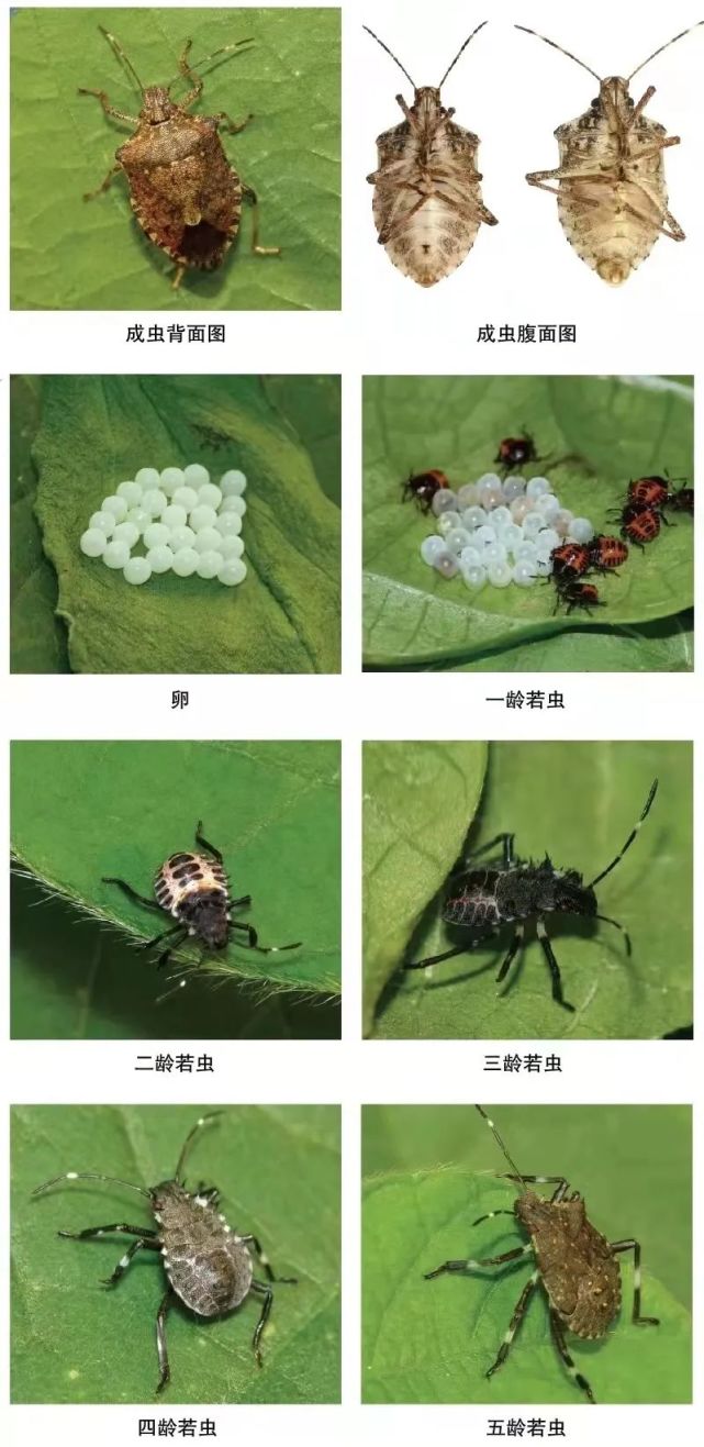 茶翅蝽,别名臭板虫,臭大姐,是一种农业害虫,危害约146种植物,成,若虫