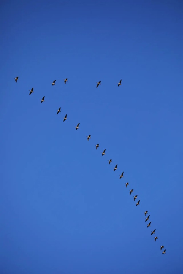 听雁鸣观雁阵衡水湖畔每日上演万雁齐飞的壮阔景观