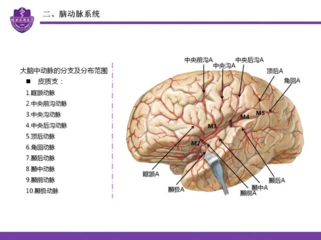 腦血管的應用解剖詳解