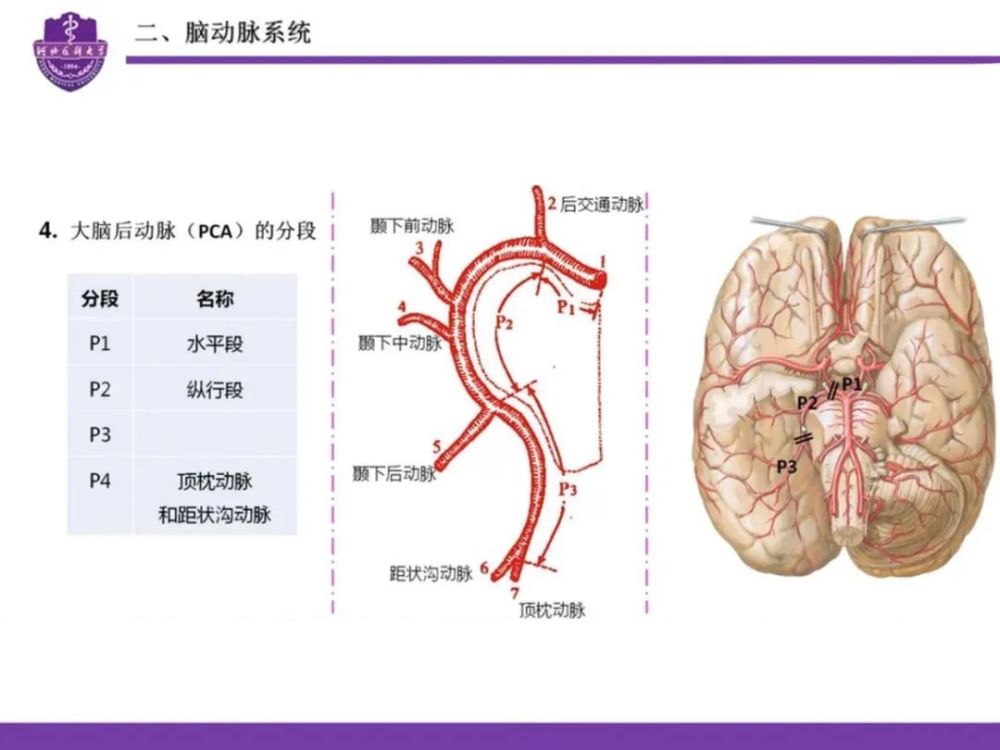 腦血管的應用解剖詳解