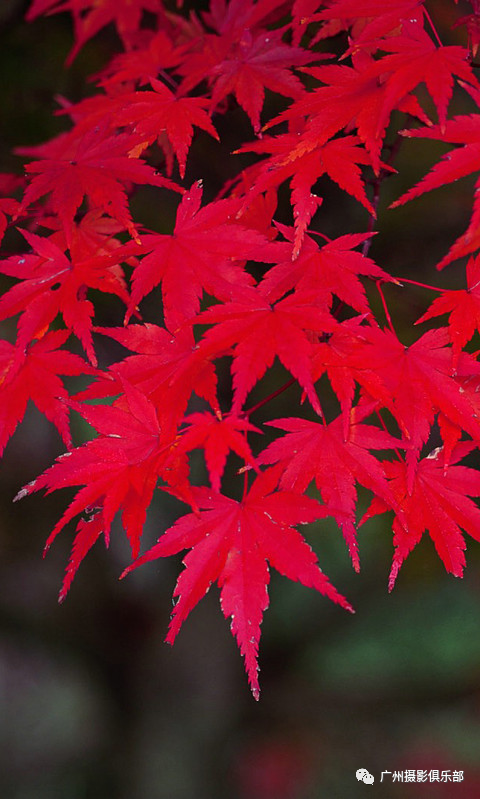 12月05日红叶醉金秋枫叶人像古村旗袍户外休闲摄影活动