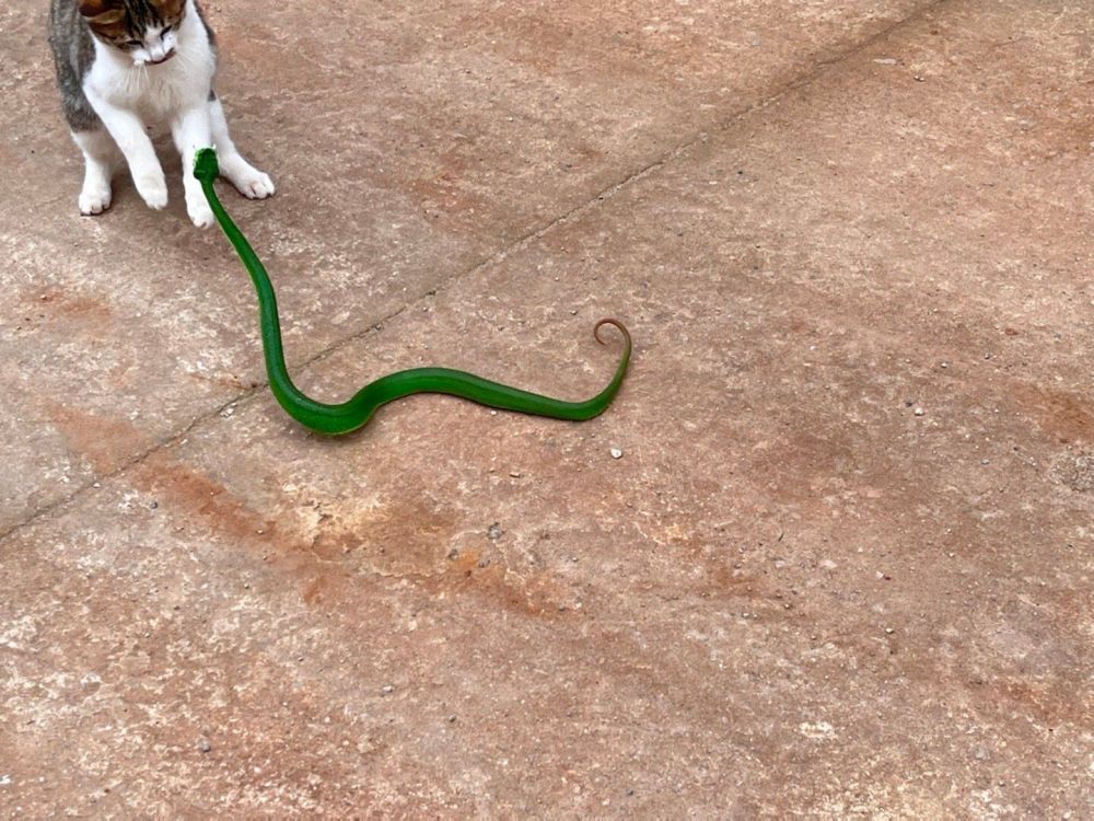云南一村庄惊现猫蛇大战村民见状助蛇返归自然