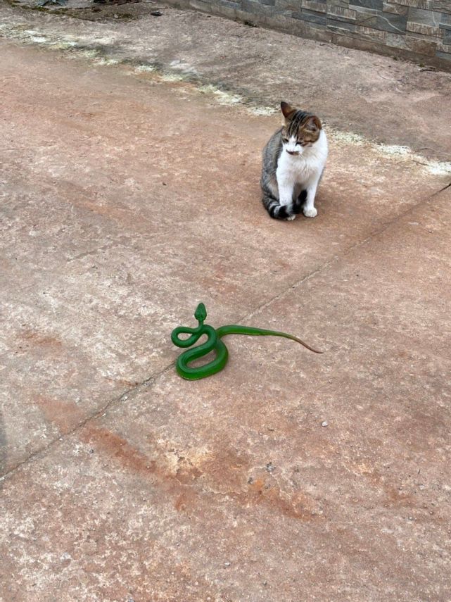 云南一村庄惊现猫蛇大战 村民见状助蛇返归自然