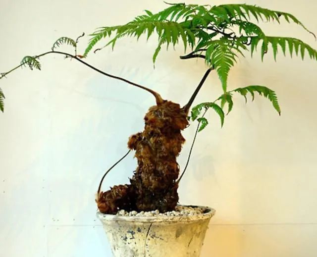 泸州网友举报有人直播售卖"金毛狗蕨",主播被抓!