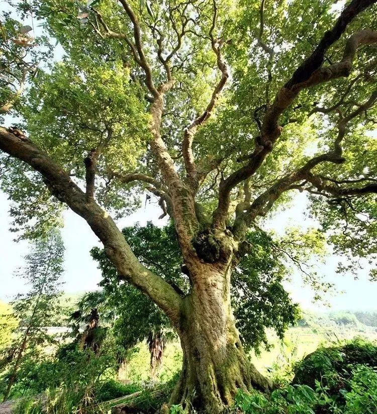 中国最美古树遴选结果出炉 有你家乡的那一株吗 腾讯新闻
