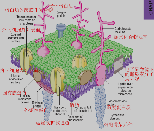 细胞组成细胞膜图解