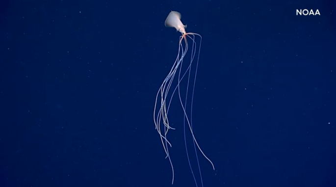 美國國家海洋和大氣管理局(noaa)在其海洋探索者網站上發佈了現場拍攝