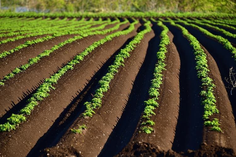 马铃薯种植技术如何为马铃薯制作土壤ph值调节是整地要点