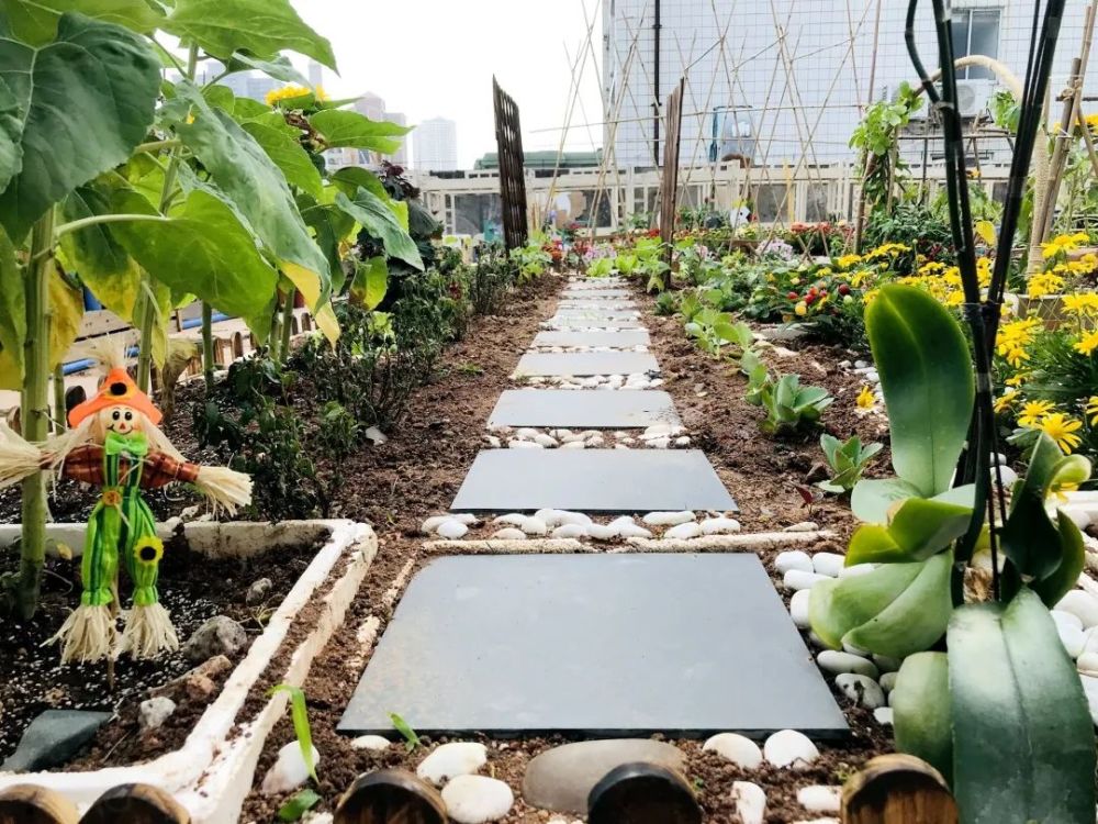 们的自然环保花园翠香街道紫荆幼儿园屋顶花园实现了厨余堆肥有机种植