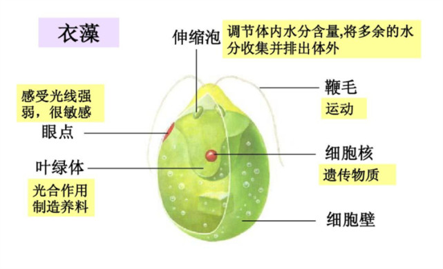 衣藻有叶绿体吗？有关于衣藻的这些冷门科普知识，你知道多少？_腾讯新闻