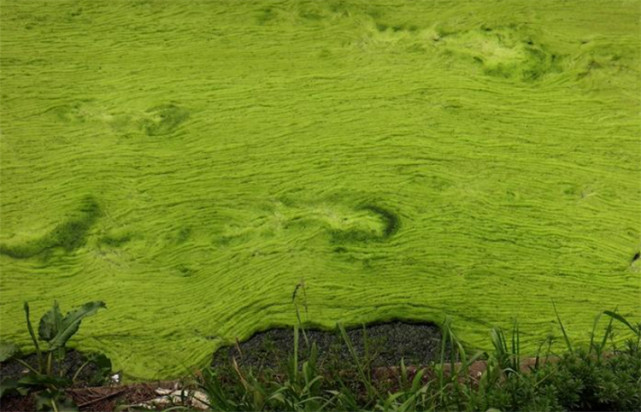 衣藻有叶绿体吗?有关于衣藻的这些冷门科普知识,你知道多少?