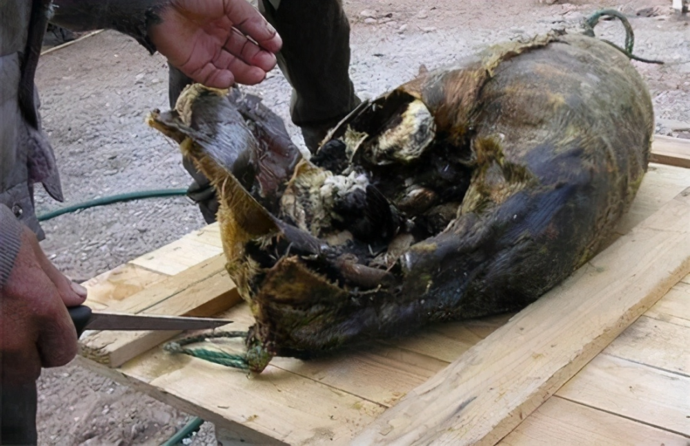 爱斯基摩人的腌海雀,臭到令人呕吐,为什么却被当地人奉为美食?