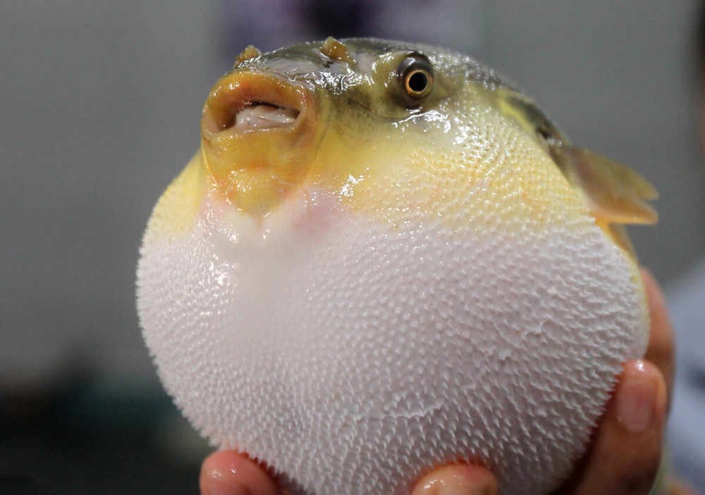 中国有一处河豚美食之乡河豚到底能不能吃且听专家说