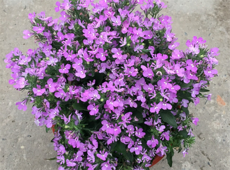 紫色满天星的花语是思念甘愿做配角的爱