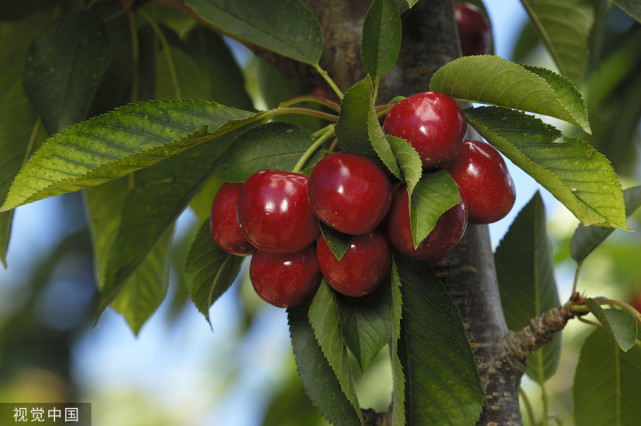 你去过鲁甸小寨吗鲁甸小寨樱桃节你又知道是在哪天举办吗