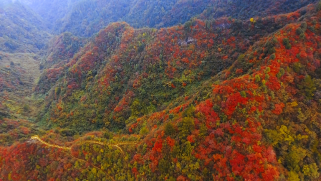 重庆开启红叶盛宴|重庆|融媒体中心|城口县|奉节县|涪陵区|红叶