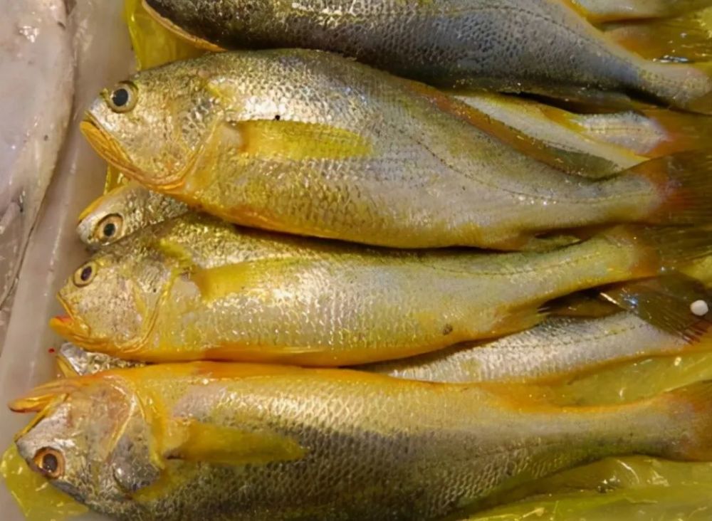 舟山渔民3天捕获171尾野生大黄鱼,为何这么值钱?_腾讯新闻