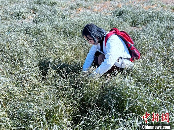 西藏姑娘白玛曲珍：回到家乡修补“绿地毯”新东方在线日语怎么样