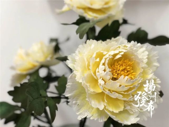 通草花是什么花