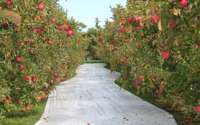 新西兰果园严重缺人奥克兰人开始南下摘果子了