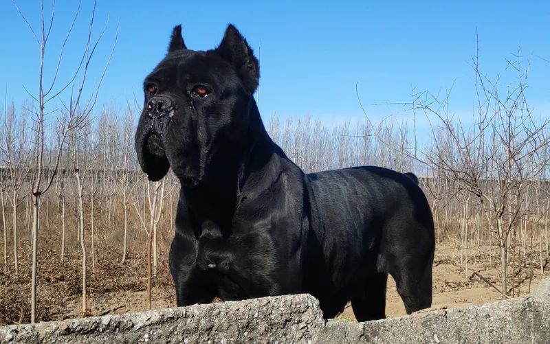 想养一只卡斯罗犬卡斯罗犬的优点和缺点