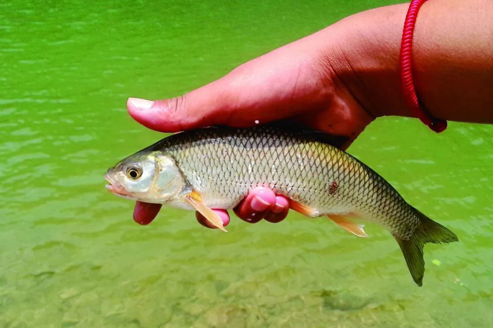 哪種淡水魚最好吃三花五羅十八子可謂是名滿江湖