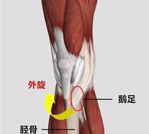 膝关节内侧鼓一大包疼痛是什么情况