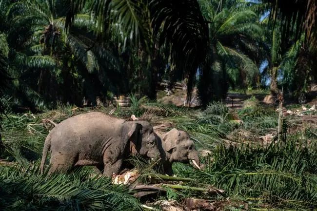 为了森林社区和大象一个关于可持续棕榈油的故事