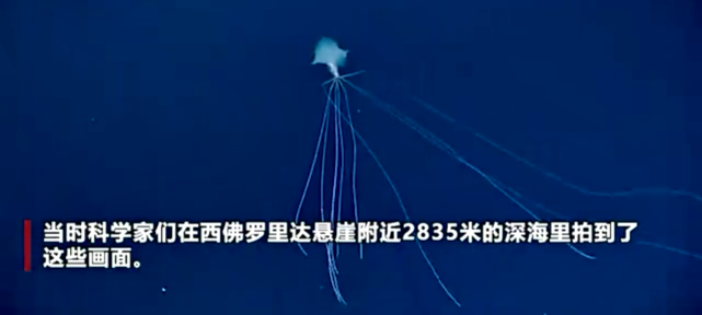 價值3萬元64米巨型魷魚被科學家在2800米深海拍到非常罕見