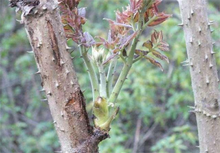 山野一种树,浑身长满粗刺,别名叫"鸟不宿",鲜叶在日韩受欢迎_腾讯新闻