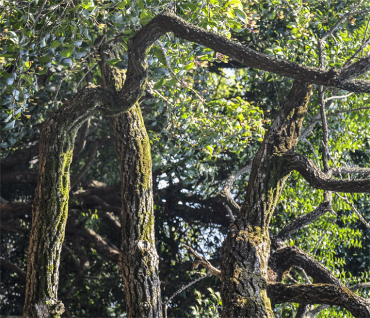 山野一种树,浑身长满粗刺,别名叫"鸟不宿",鲜叶在日韩受欢迎_腾讯新闻