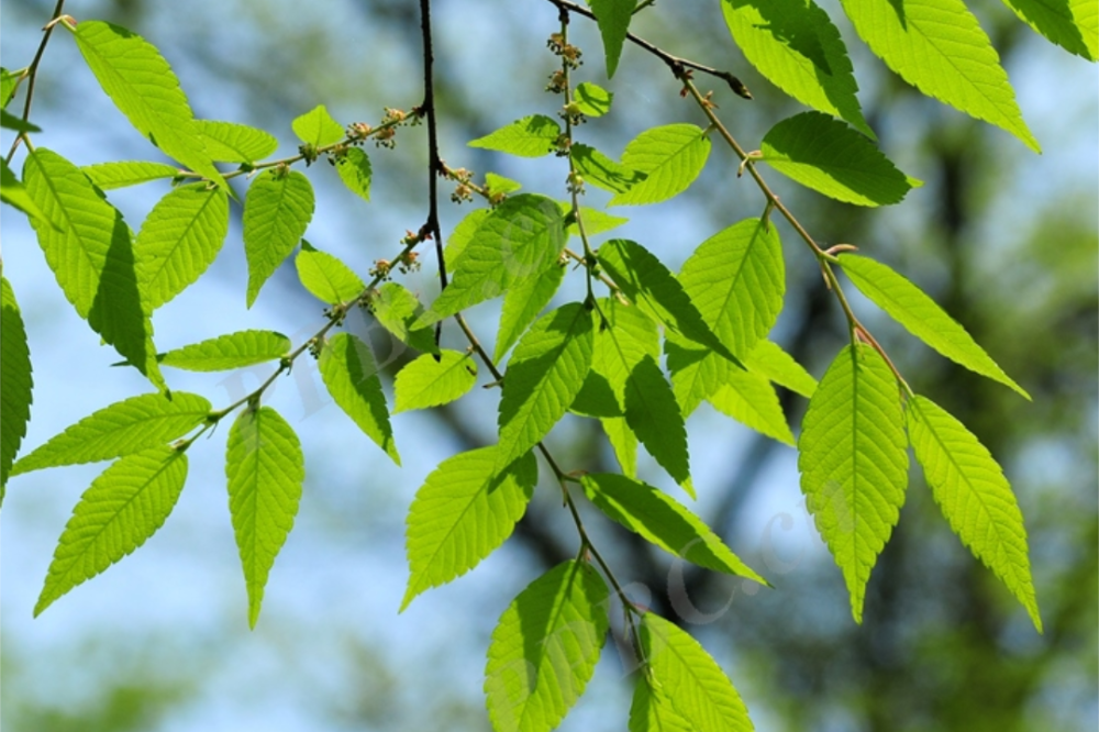 申城落叶阔叶类珍贵树种观赏地图第一弹来啦一起来打卡吧