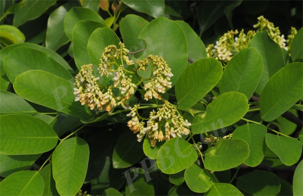 黃檀(dalbergia hupeana)豆科黃檀屬植物,該樹種在我國分佈頗廣.