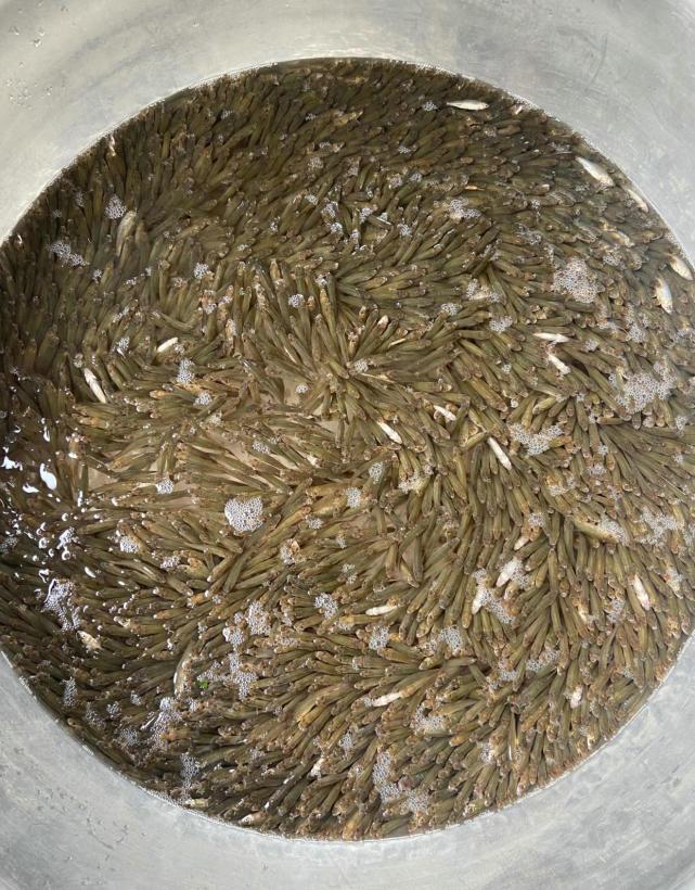 江西一水庫麥穗魚成災當地老鄉一天能搞上千條殺魚殺到崩潰