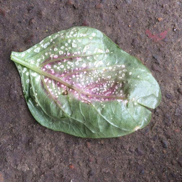 早秋各项条件都适宜农作物生长,白锈病害也容易发生,要提前预防