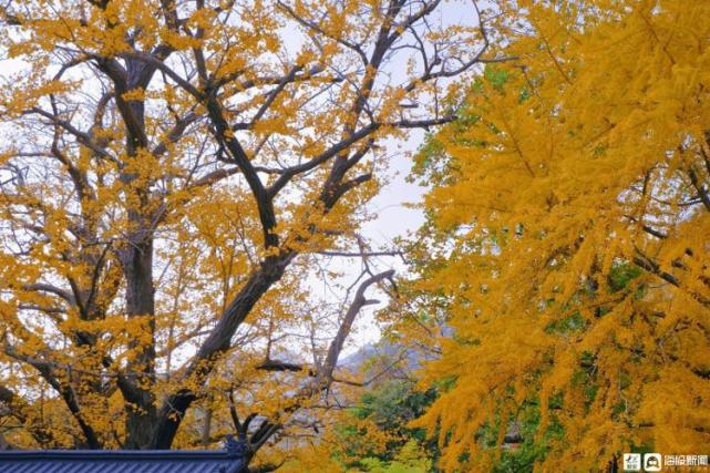 青岛崂山上清宫银杏树图片