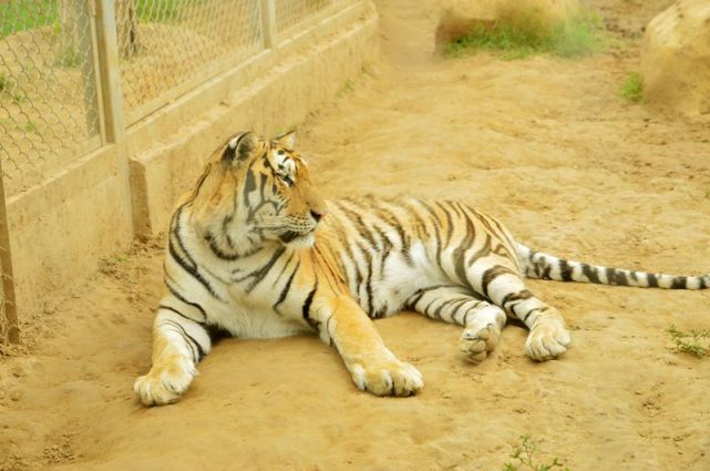 魯南最受歡迎城市動物園,有3000多頭野生動物|魯南|臨沂動植物園|臨沂