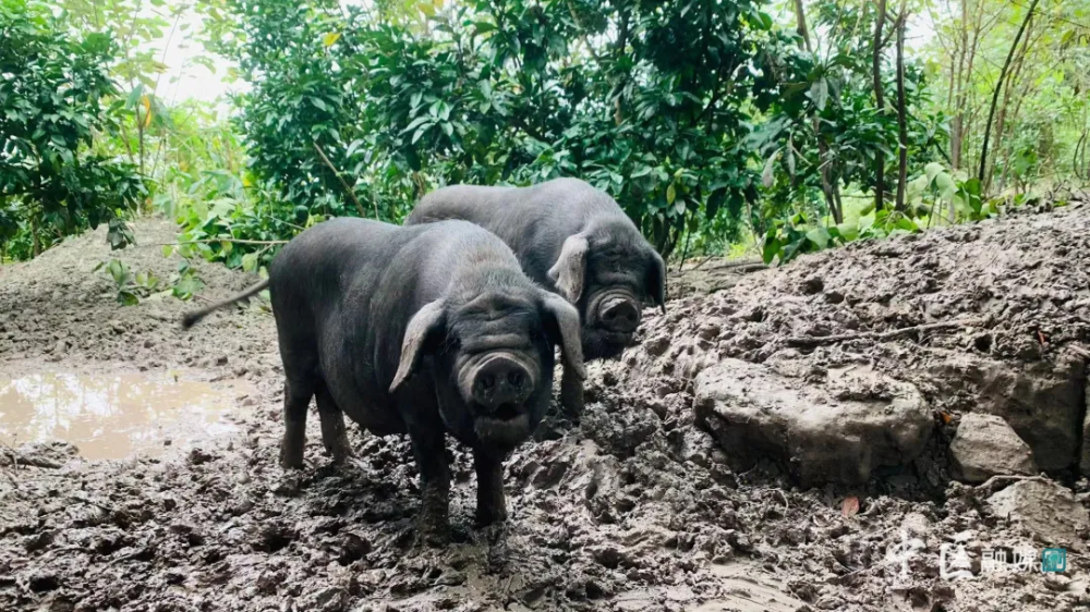 全国首家内江这里的跑山黑猪今年预计出栏2000头