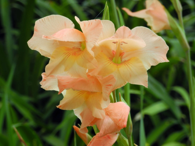 世界四大切花之首唐菖蒲