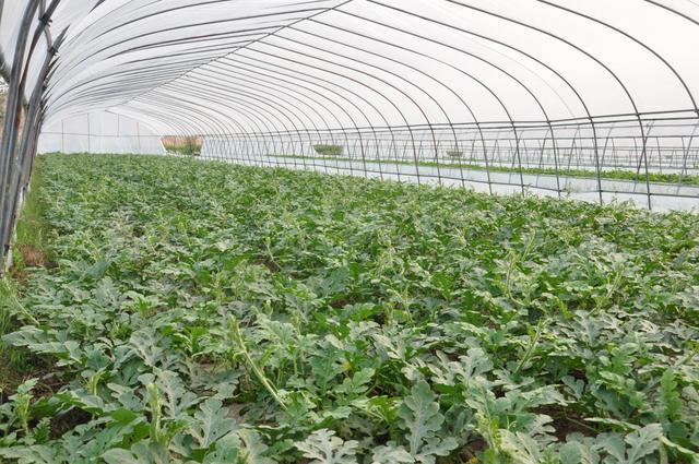 大棚种植西瓜,多种因素导致西瓜出现茎叶病,农户该采取何种措施_腾讯
