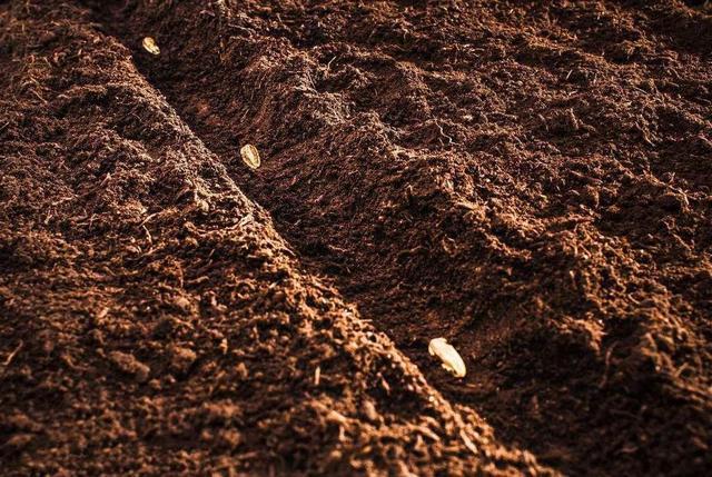 对于土壤出现板结,要根据原因采取有效的方法和进行预防.