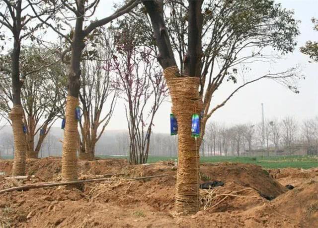 秋季大树移栽易死亡主要是移栽后的管护没有做好需要养护措施