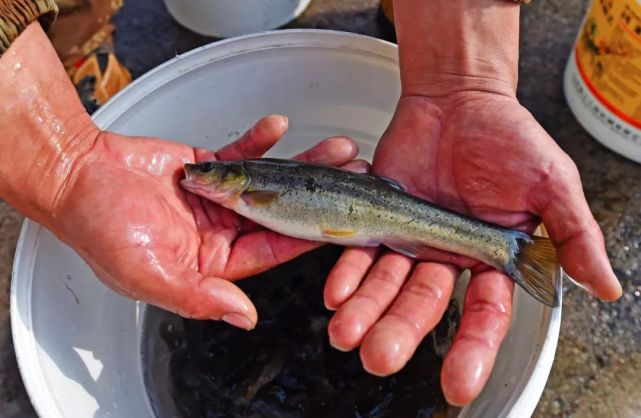 为了迎合游客的需求,宋玉亮今年在靠山的河边修建3个