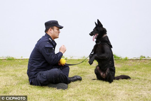 浙江舟山犬图片