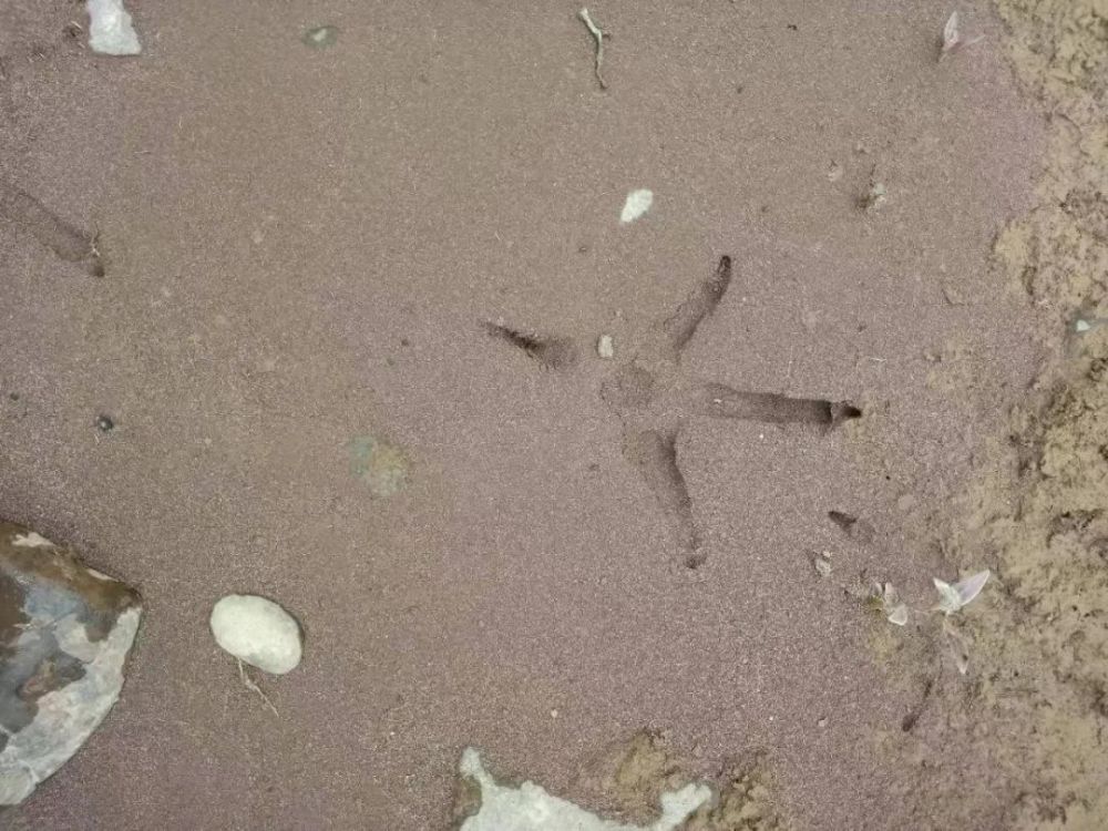 巡护员发现的绿孔雀脚印.