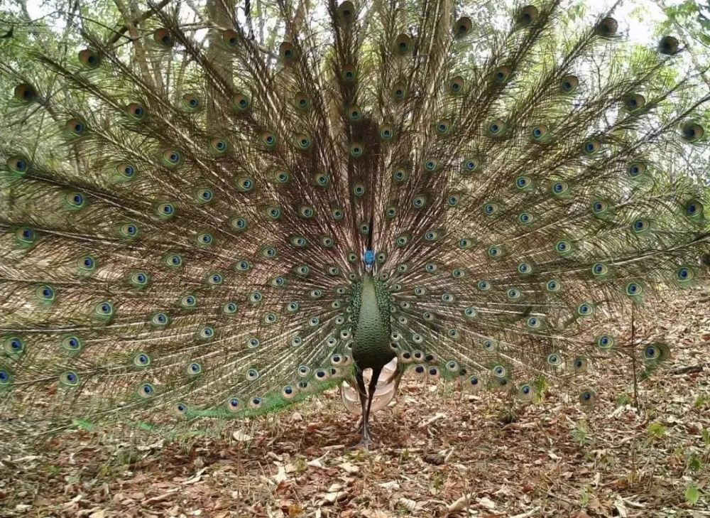 求偶期的绿孔雀.